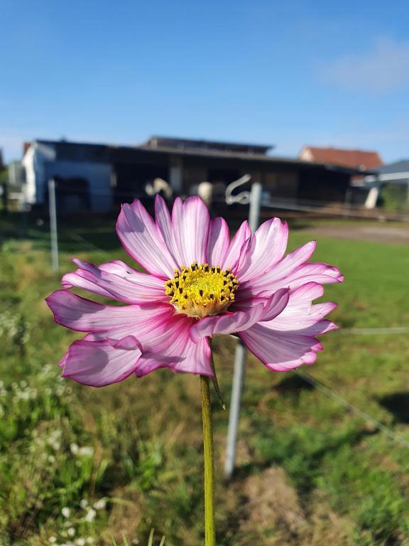 Houten Huisje Tussen Paarden Nieuwerkerken 외부 사진