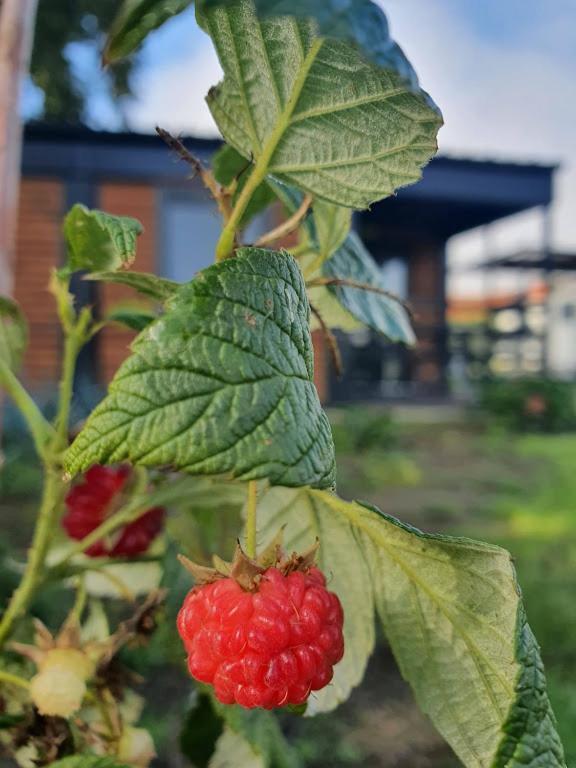 Houten Huisje Tussen Paarden Nieuwerkerken 외부 사진