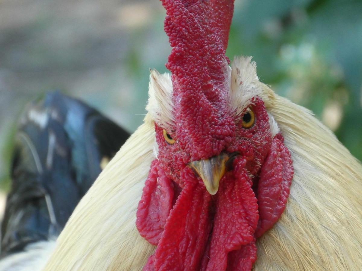 Houten Huisje Tussen Paarden Nieuwerkerken 외부 사진