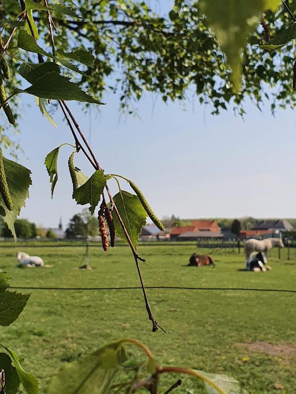 Houten Huisje Tussen Paarden Nieuwerkerken 외부 사진