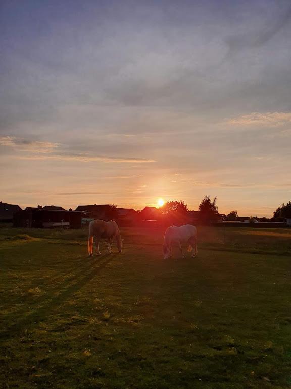 Houten Huisje Tussen Paarden Nieuwerkerken 외부 사진