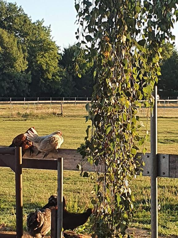 Houten Huisje Tussen Paarden Nieuwerkerken 외부 사진